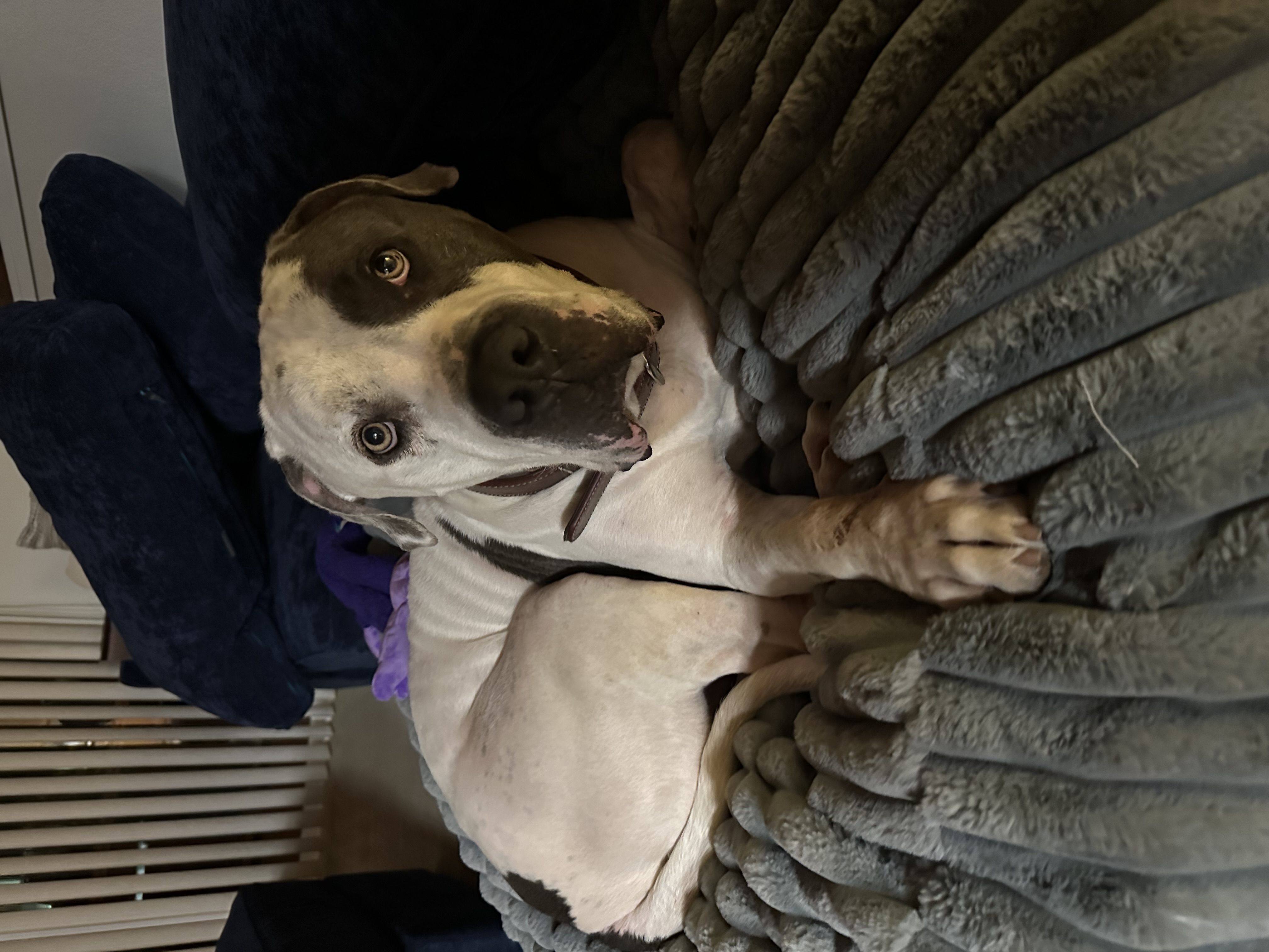 Enlarge Mr. Grant, a Adopted mixed breed in Ione, CA image 5/5