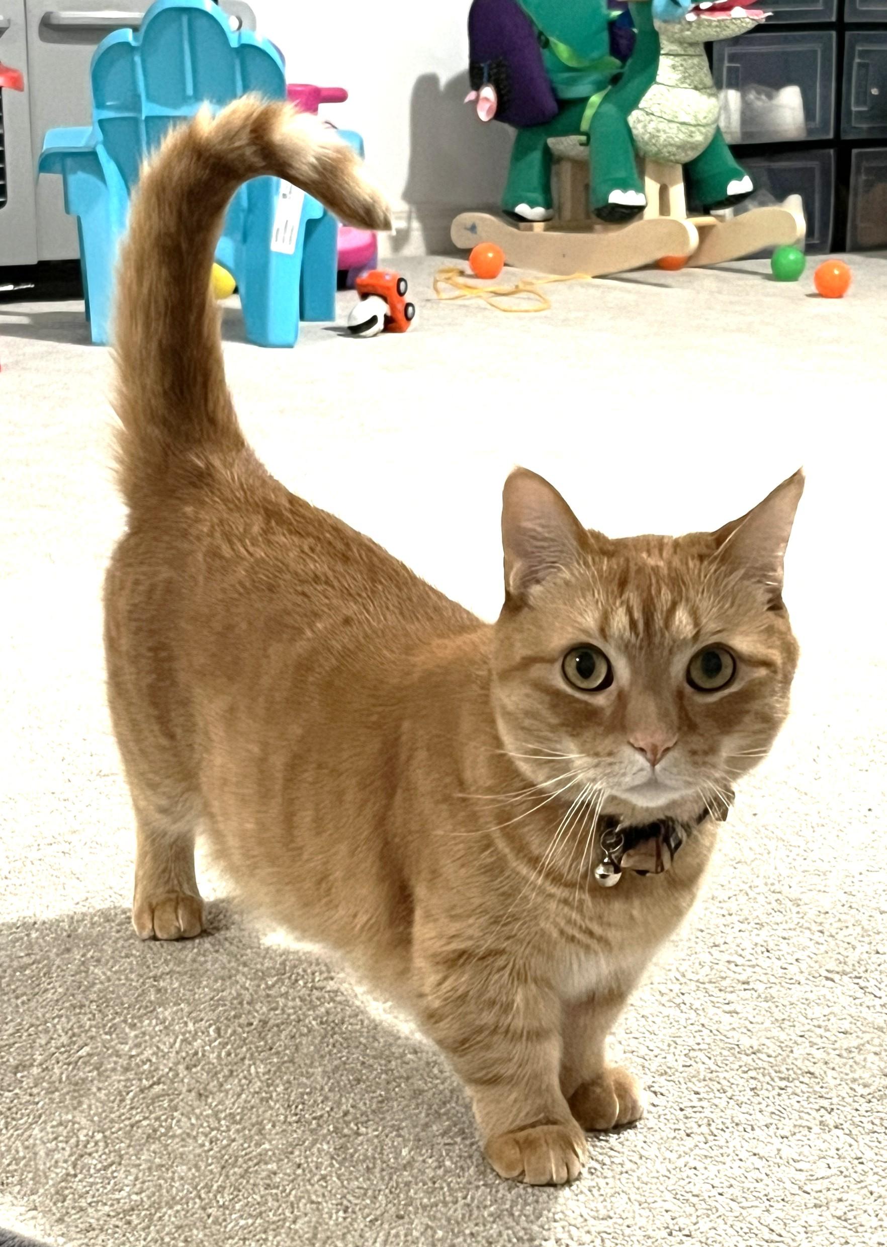 Binoo, a ADOPTABLE Munchkin in Stoney Creek, ON image 3/4
