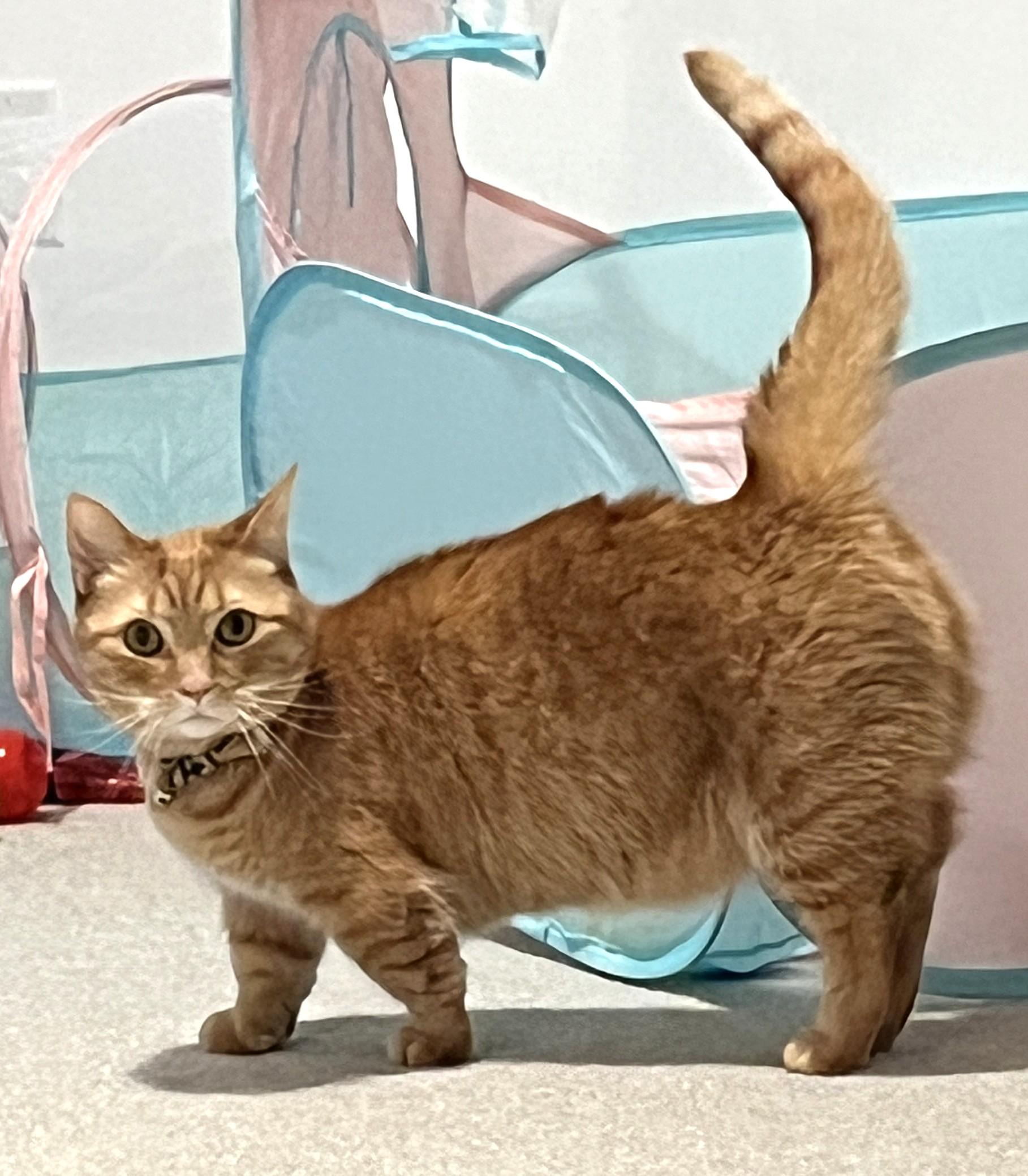 Binoo, a ADOPTABLE Munchkin in Stoney Creek, ON image 1/4