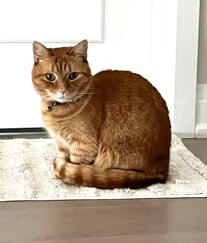 Binoo, a ADOPTABLE Munchkin in Stoney Creek, ON image 2/4