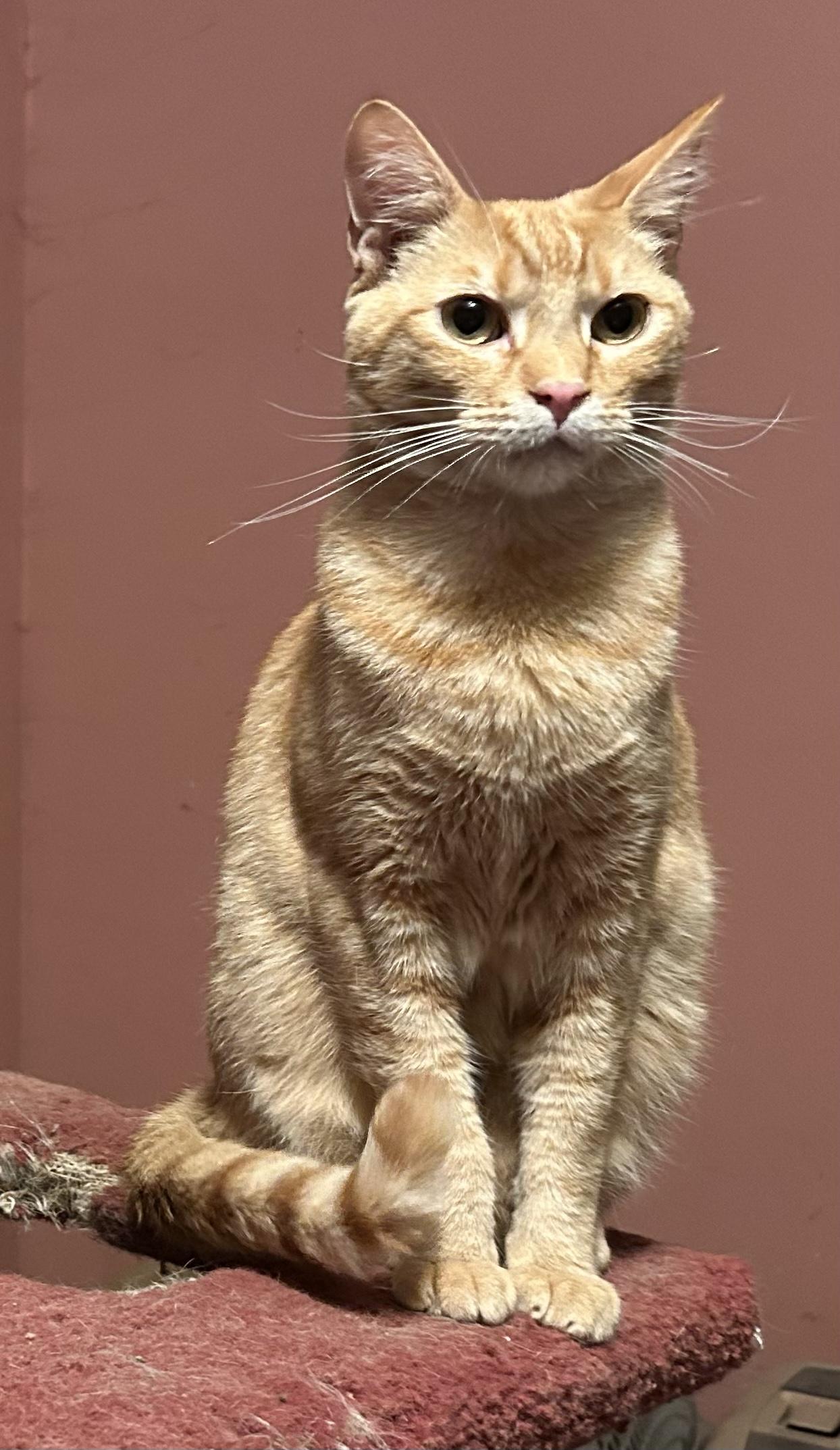 Tortellini, Adoptable, Young Male Domestic Short Hair.