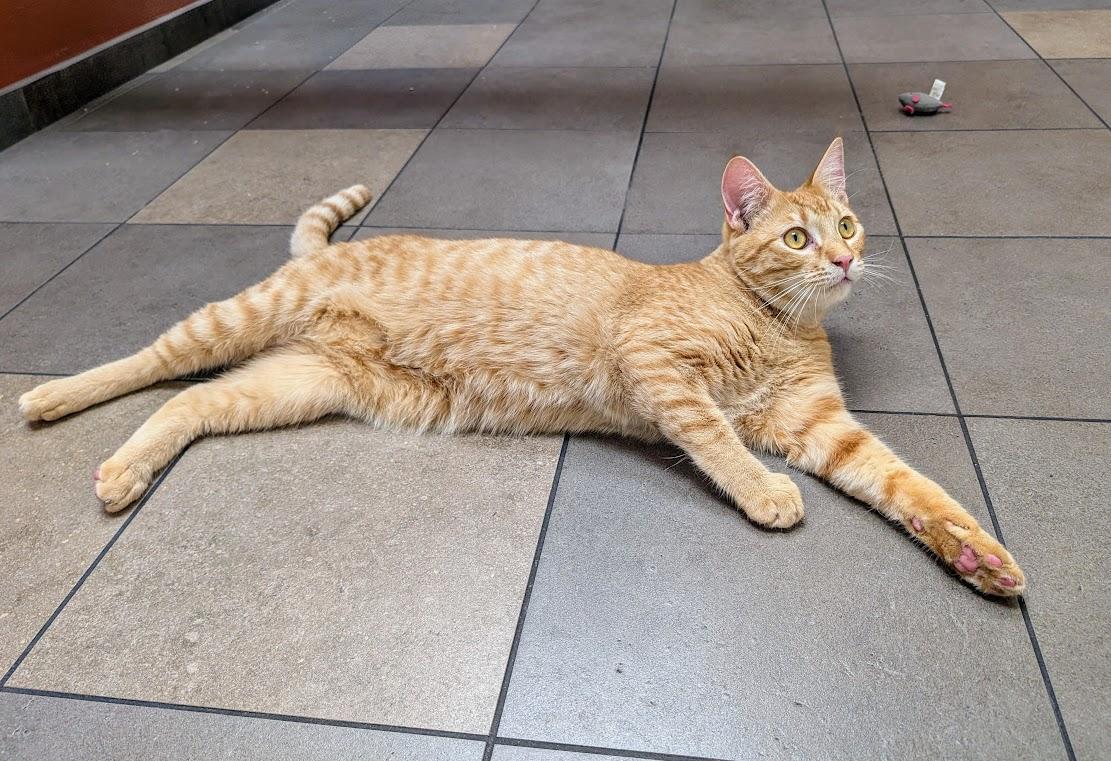London, an adoptable Domestic Short Hair in Santa Rosa, CA, 95401 | Photo Image 3