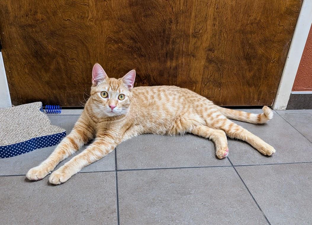 Tortellini, a Adoptable Domestic Short Hair in Santa Rosa, CA image 2/5