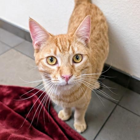 London, Young Male Domestic Short Hair