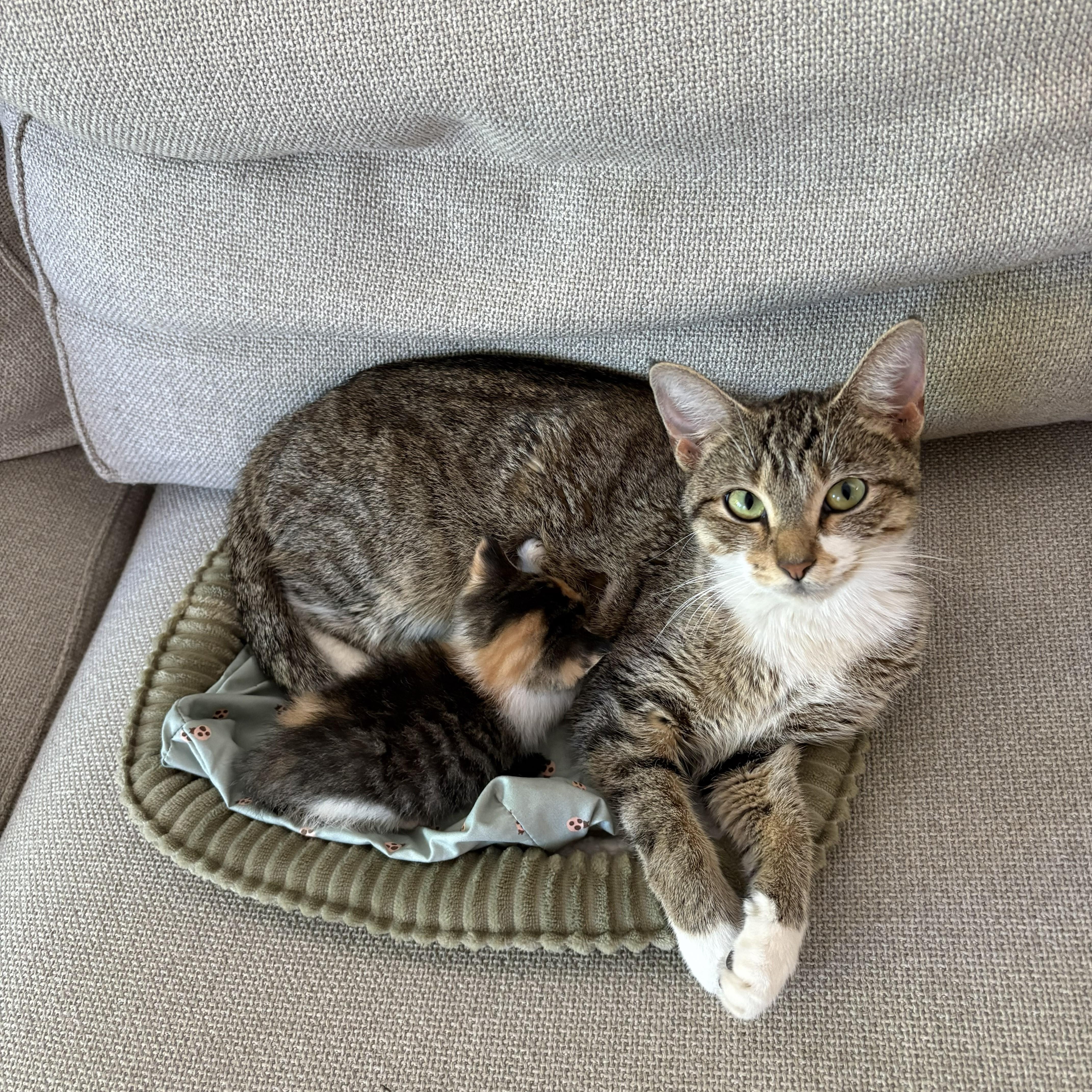 Swan , Adoptable, Young Female Domestic Short Hair.