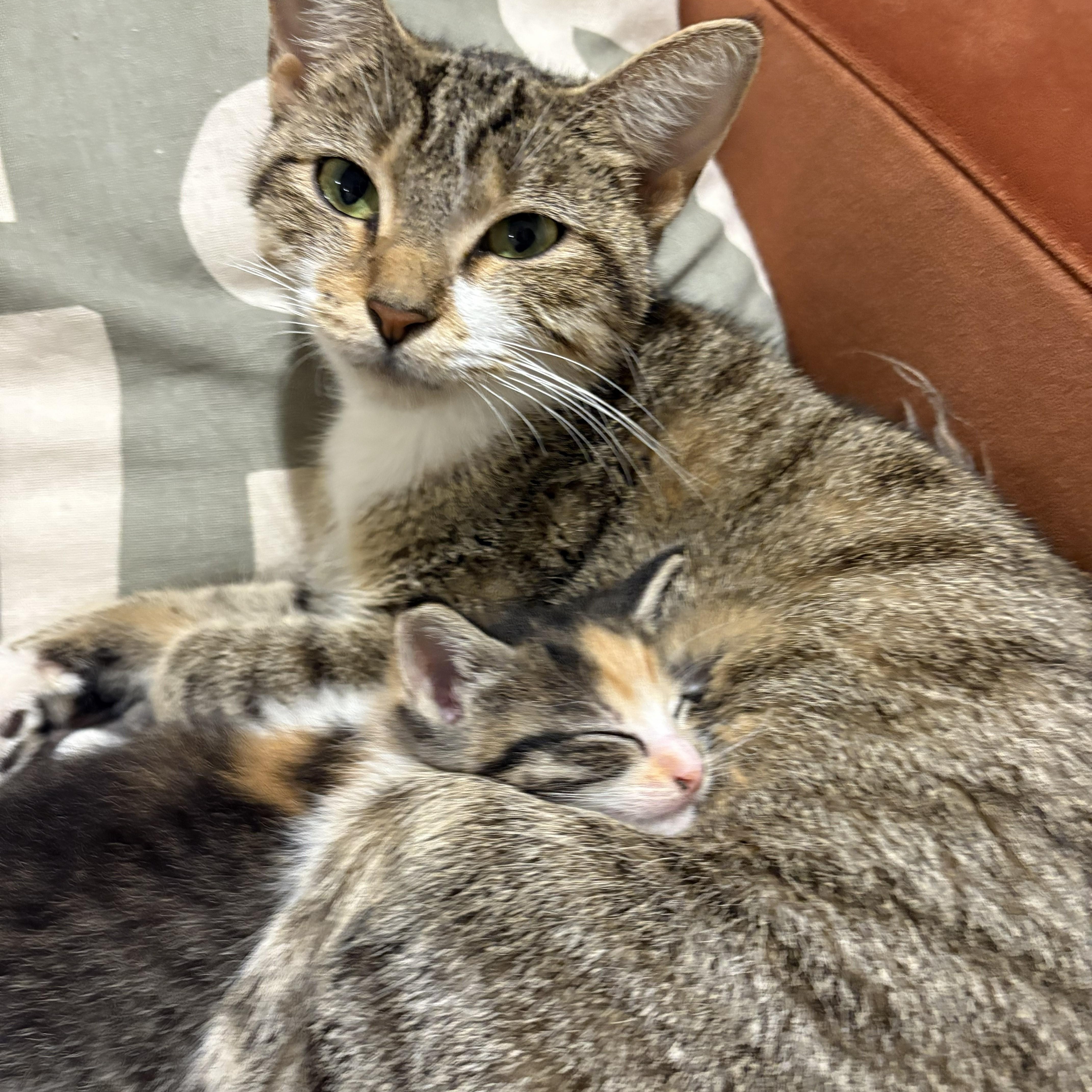 Enlarge Swan (bonded with Cygnet), a Adoptable Domestic Short Hair in Chicago, IL image 4/5