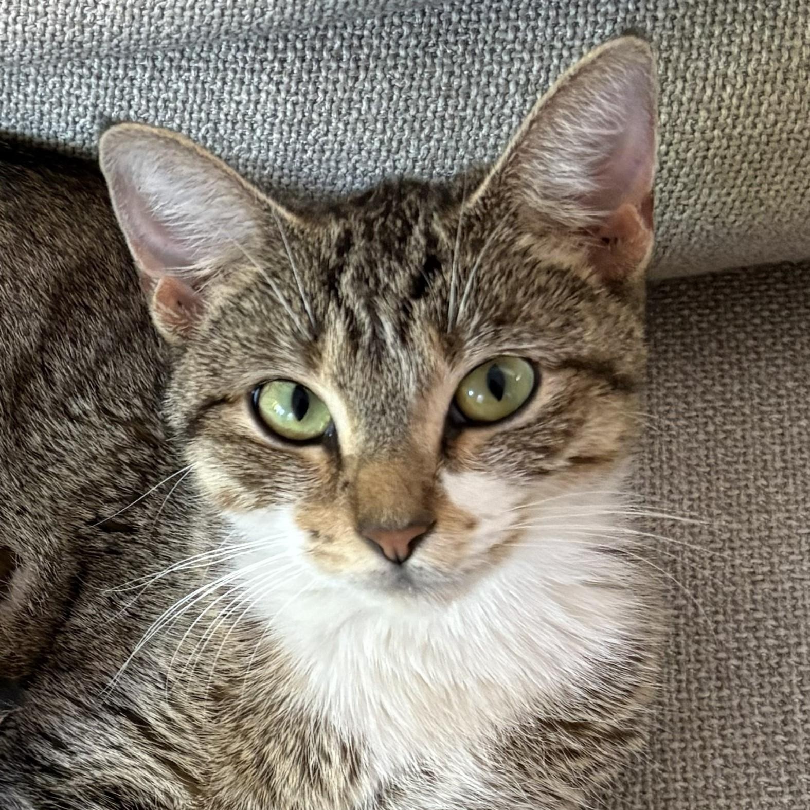 Swan , Adoptable, Young Female Domestic Short Hair.