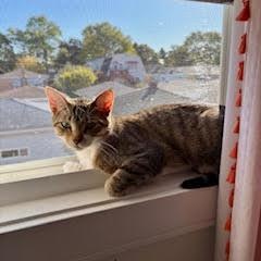 Enlarge Swan (bonded with Cygnet), a Adoptable Domestic Short Hair in Chicago, IL image 5/5