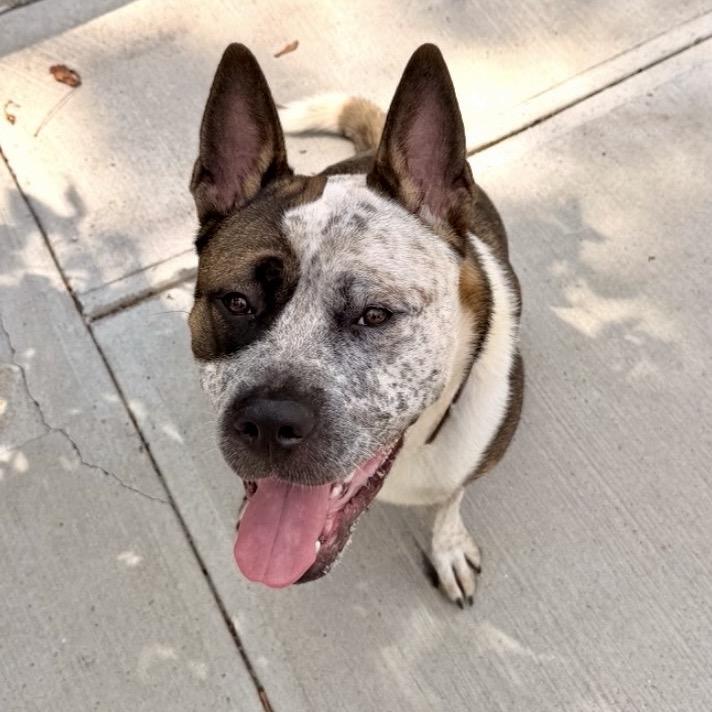 Apollo, Adoptable, Young Male Mixed Breed.