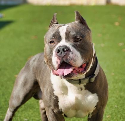 Papisito, Adoptable, Adult Male Pit Bull Terrier.