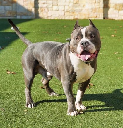 Enlarge Papisito, a Adoptable Pit Bull Terrier in North Richland Hills, TX image 2/3