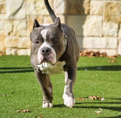 Enlarge Papisito, a Adoptable Pit Bull Terrier in North Richland Hills, TX image 3/3