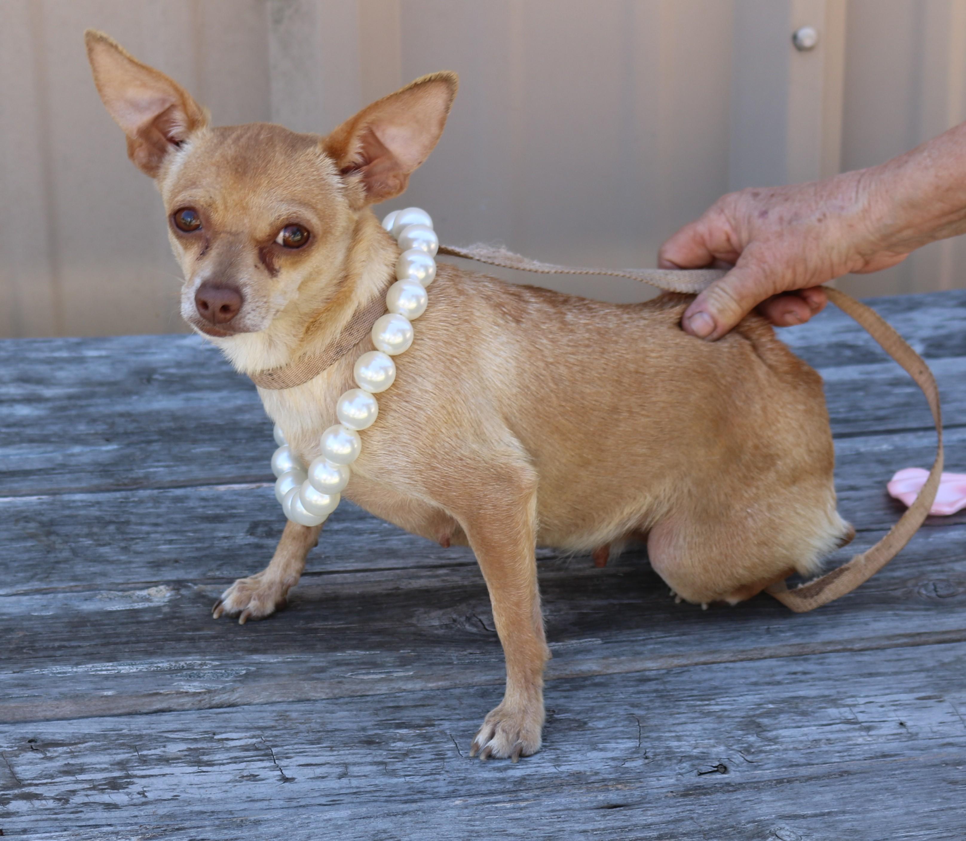 Enlarge Buttons, an adopted Chihuahua in Bandera, TX image 4/4