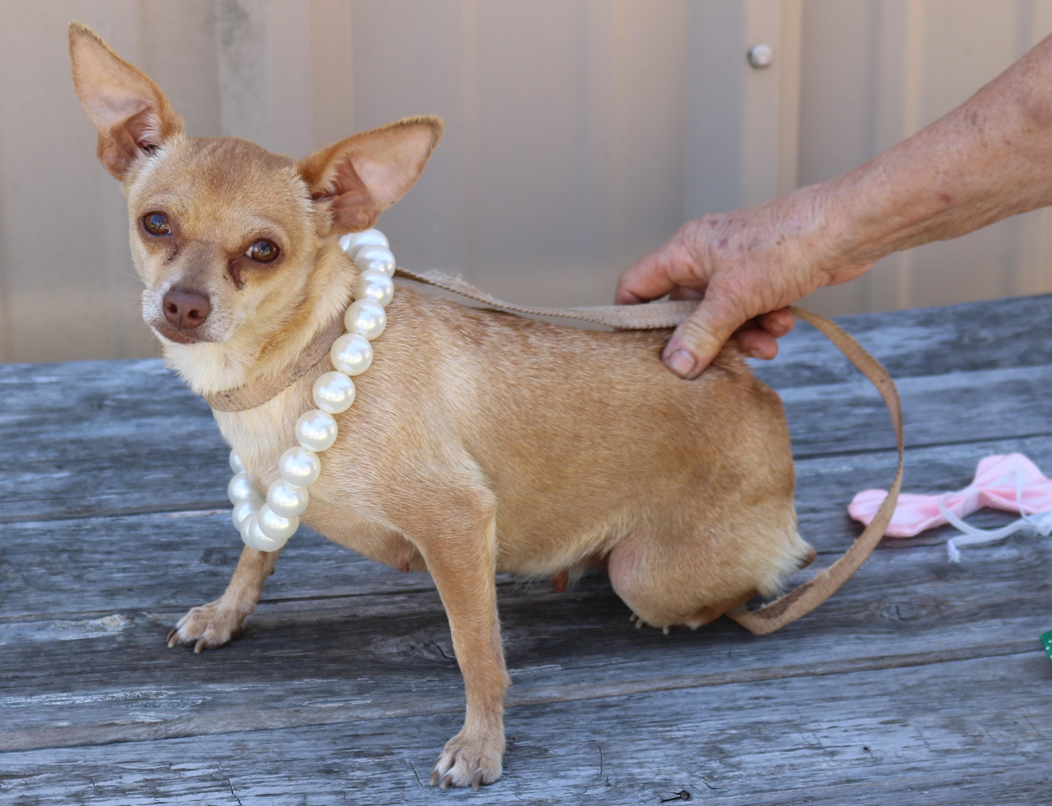 Enlarge Buttons, an adopted Chihuahua in Bandera, TX image 3/4