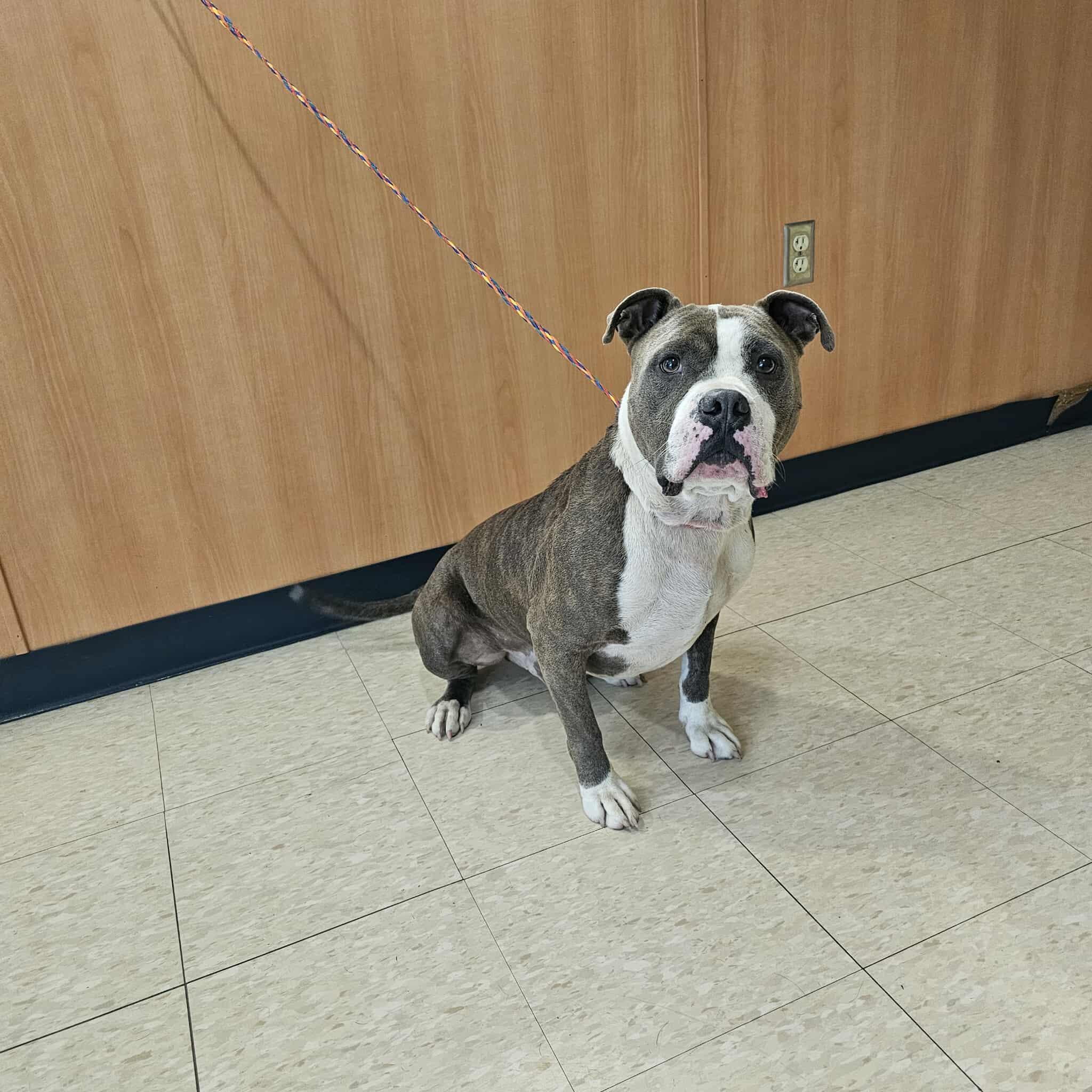 Enlarge Rocky, a Adoptable mixed breed in Ludington, MI image 1/1