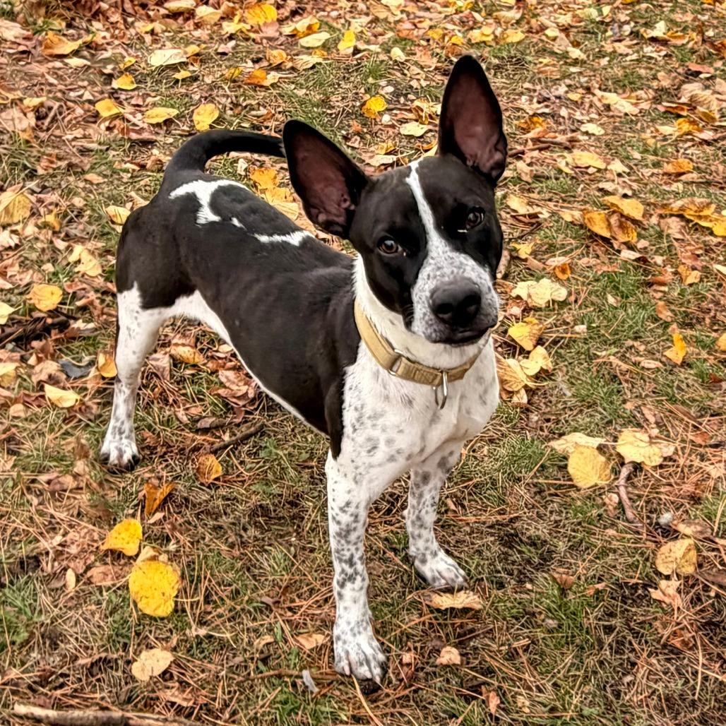 Bingo, Adoptable, Young Male Australian Cattle Dog / Blue Heeler & Jack Russell Terrier.