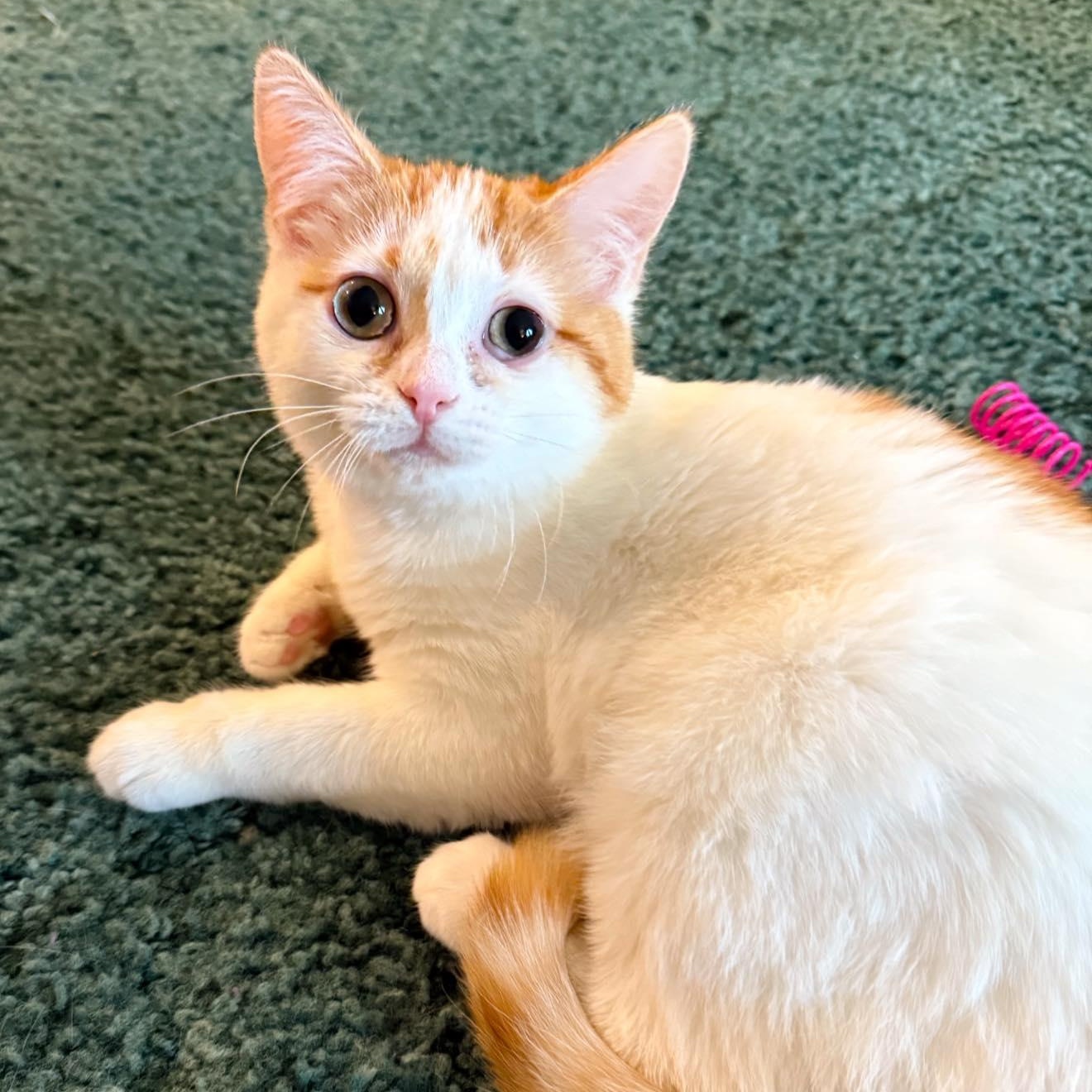 Enlarge Nugget, an adopted Domestic Short Hair in LEETONIA, OH image 3/3