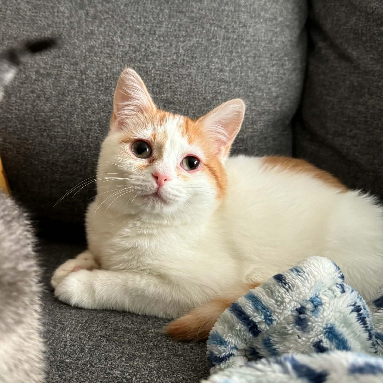 Nugget, Adoptable, Kitten Female Domestic Short Hair.