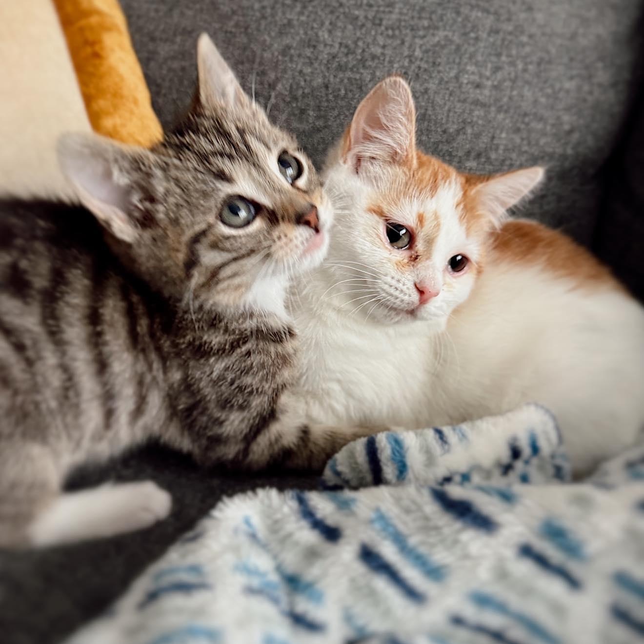 Enlarge Nugget, an adopted Domestic Short Hair in LEETONIA, OH image 2/3