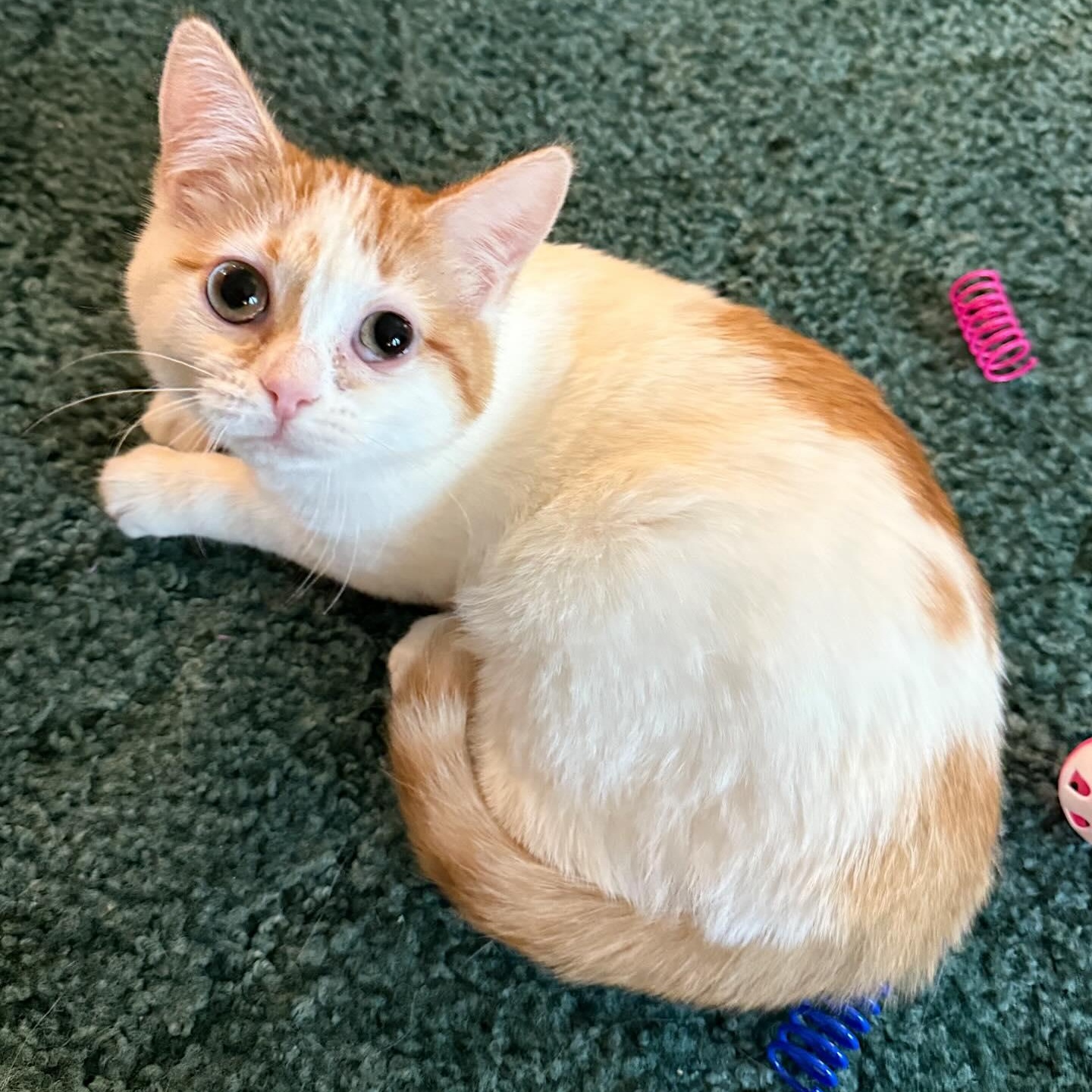 Nugget, adopted, Kitten Female Domestic Short Hair.