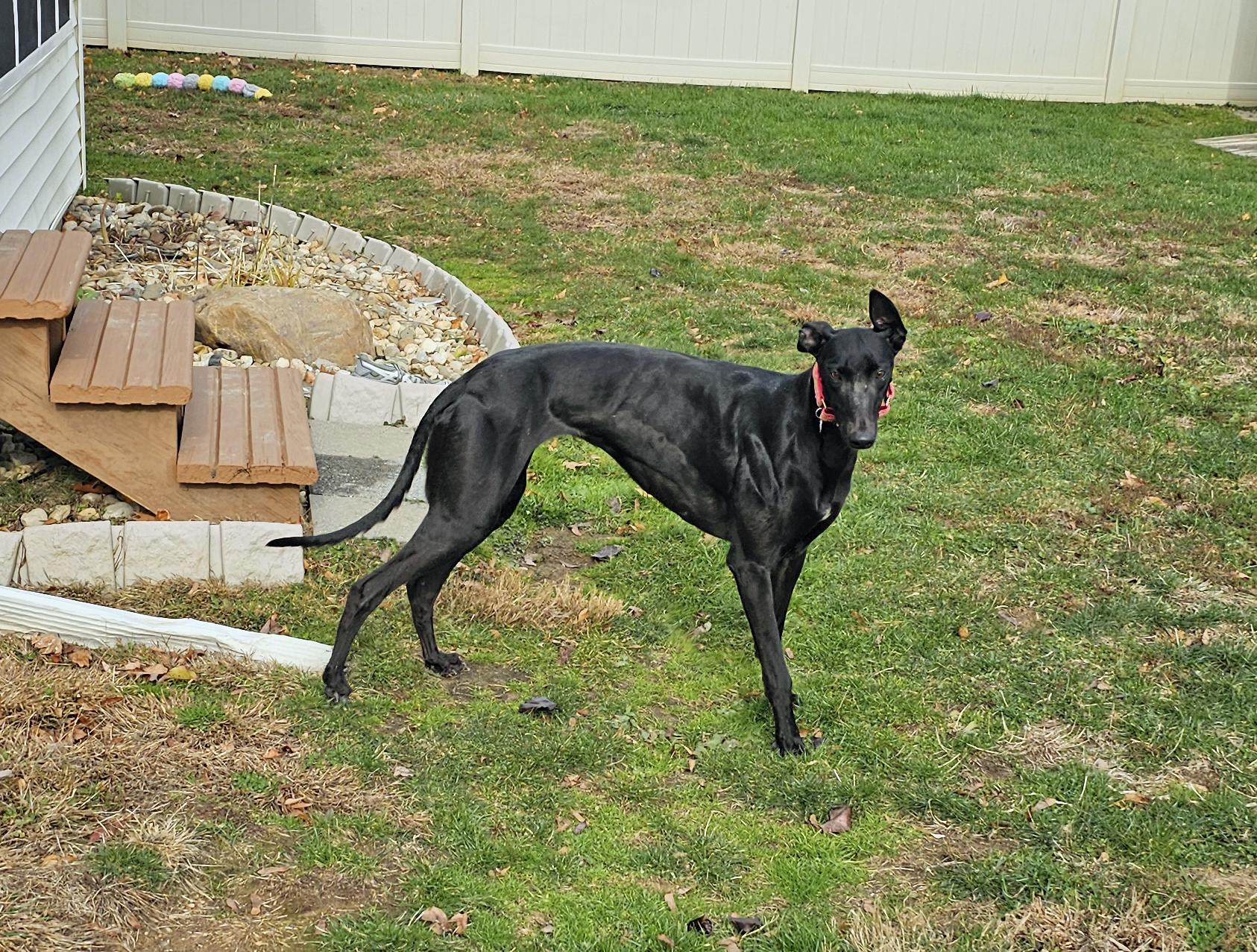 Next Step, a Adoptable Greyhound in Allentown, PA image 4/6