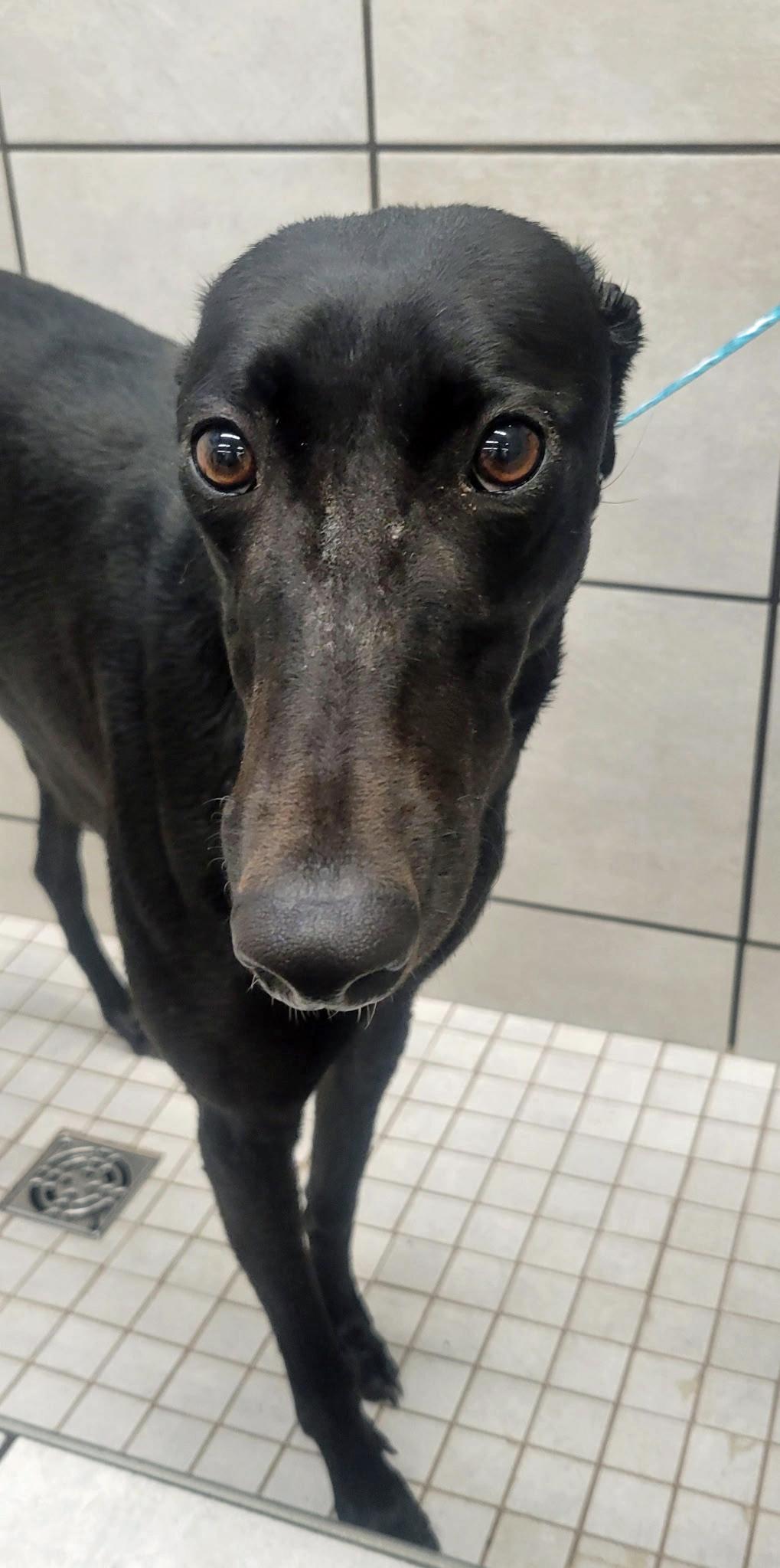 Next Step, a Adoptable Greyhound in Allentown, PA image 5/6