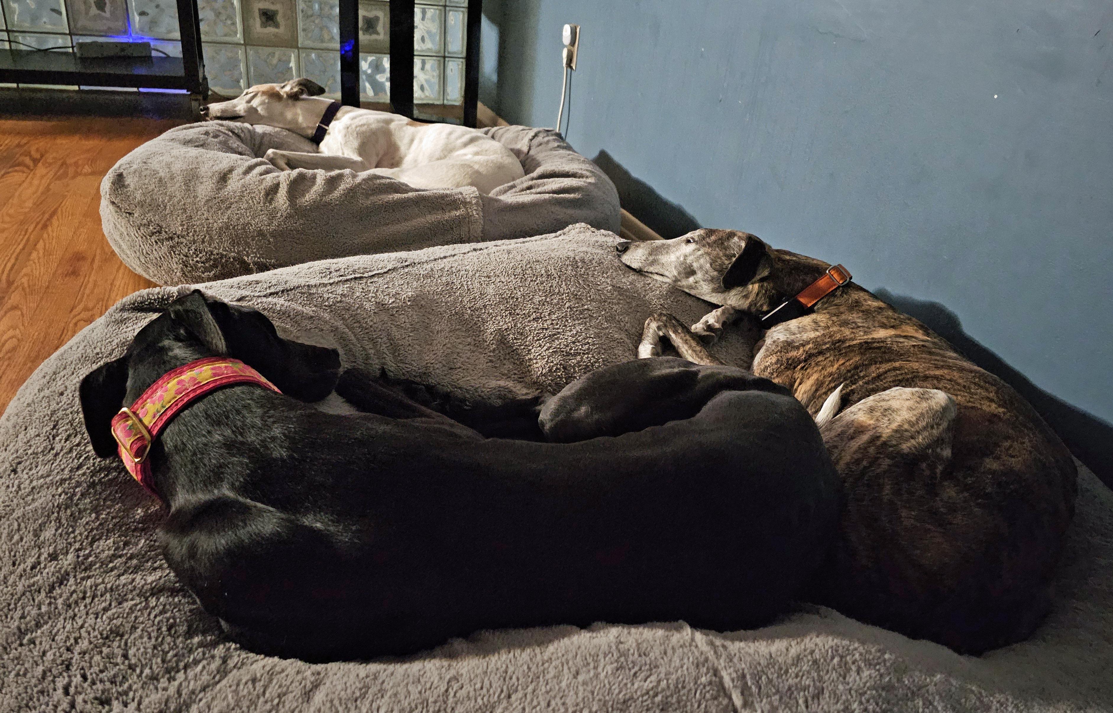 Next Step, Adoptable, Young Female Greyhound.