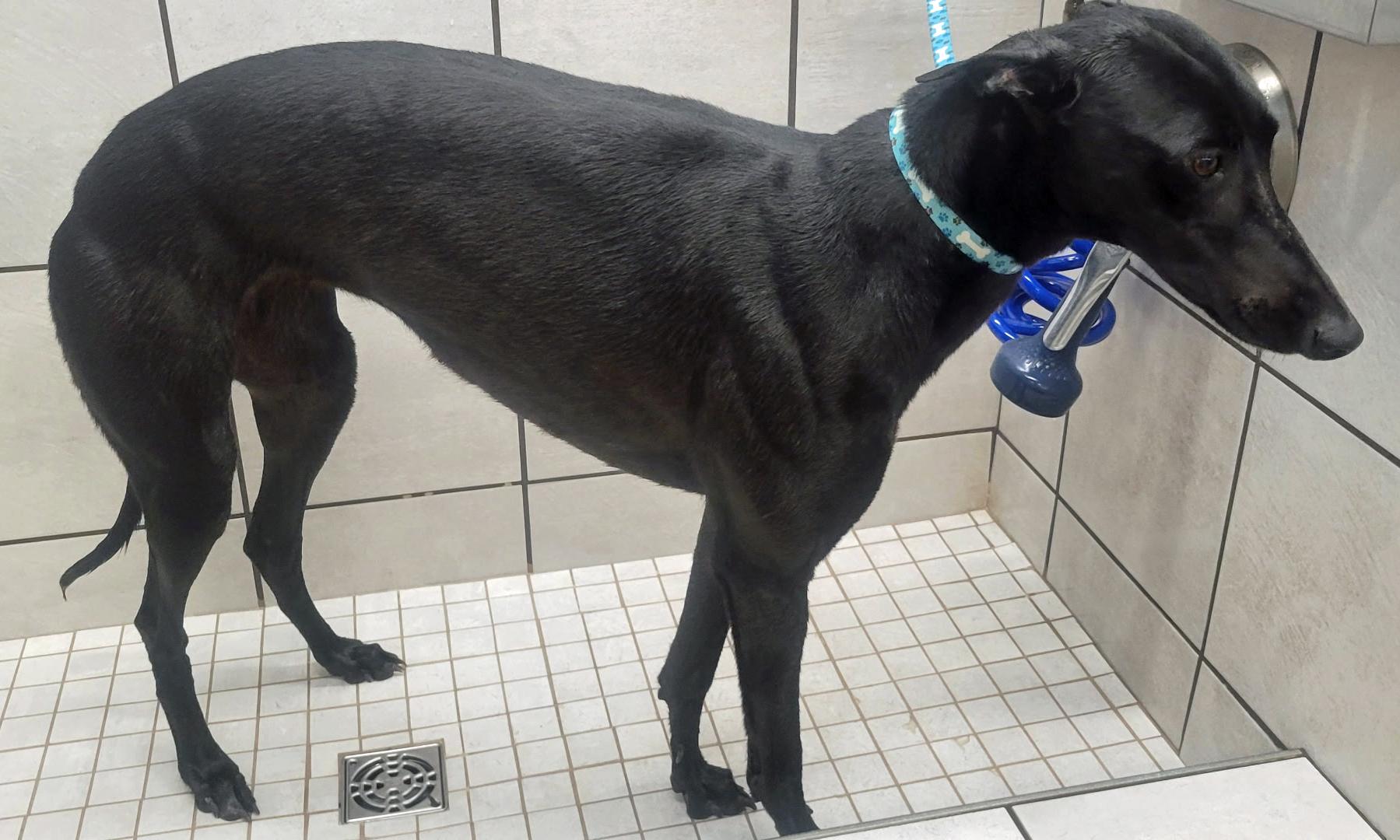 Next Step, a Adoptable Greyhound in Allentown, PA image 6/6