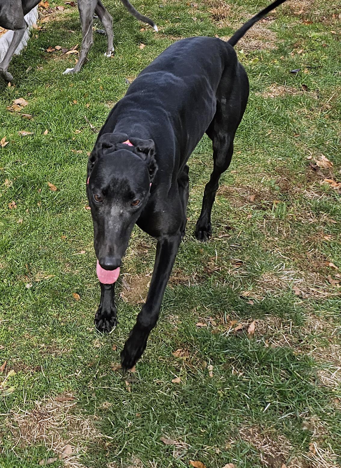 Next Step, a Adoptable Greyhound in Allentown, PA image 3/6