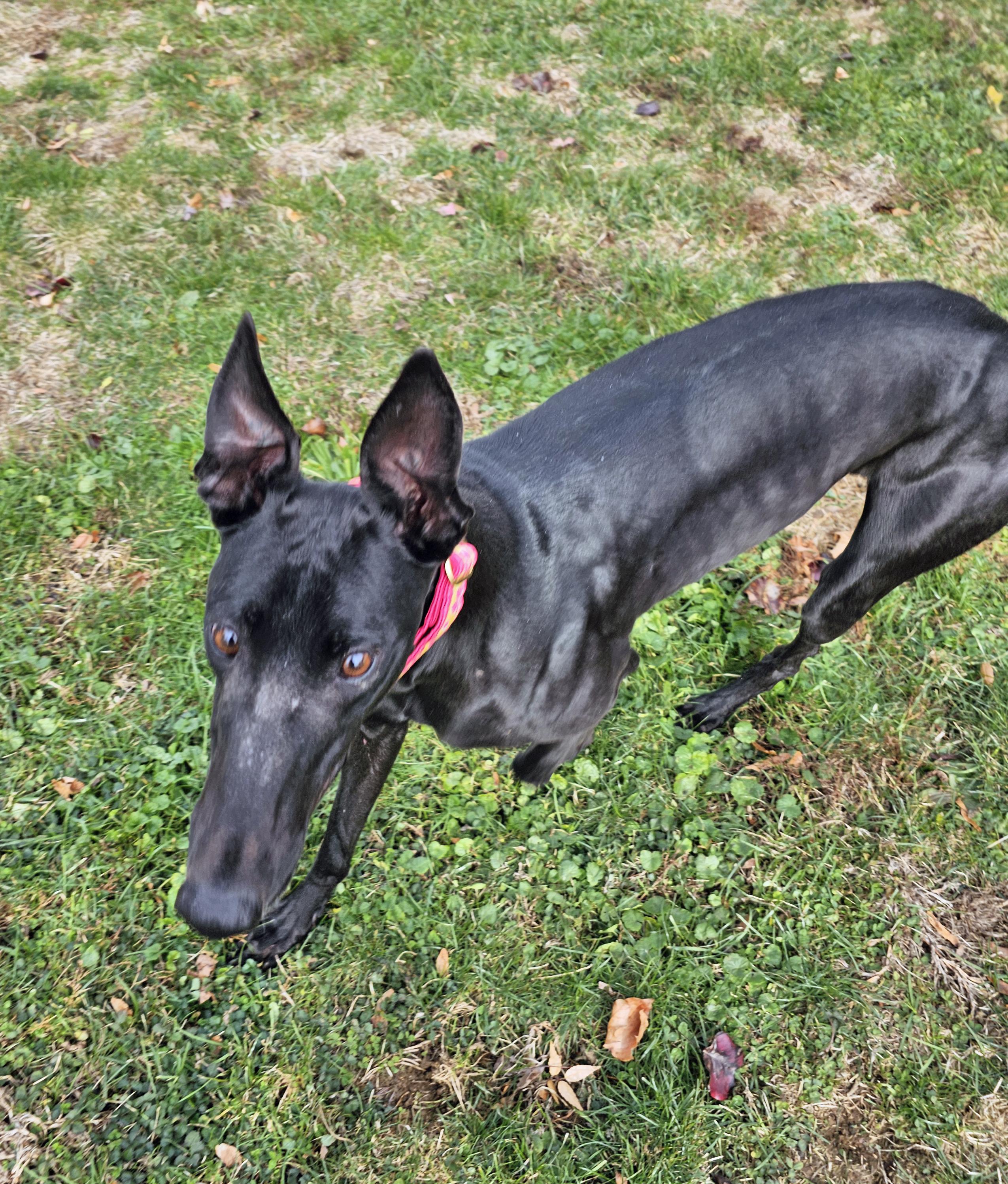 Next Step, a Adoptable Greyhound in Allentown, PA image 2/6