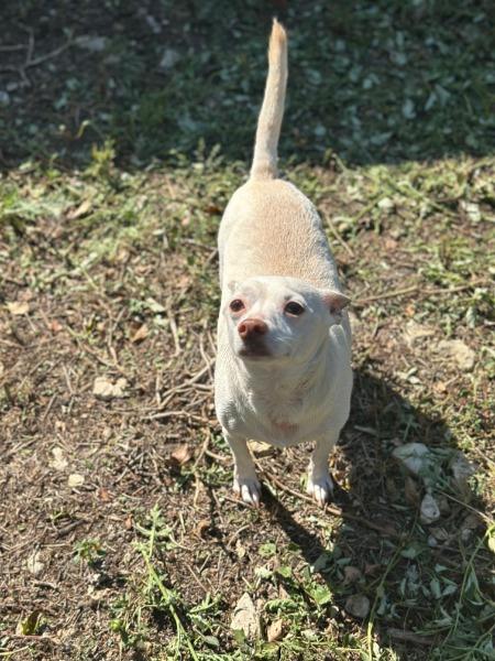 Georgie, Adoptable, Senior Male Chihuahua & Rat Terrier.