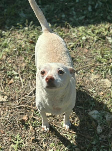 Georgie, a Adoptable mixed breed in Bryan, TX image 2/4