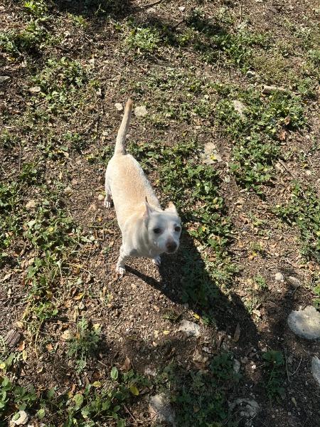 Georgie, a Adoptable mixed breed in Bryan, TX image 3/4