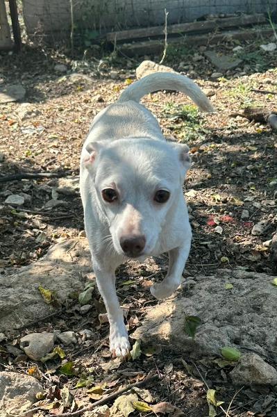 Georgie, a Adoptable mixed breed in Bryan, TX image 4/4
