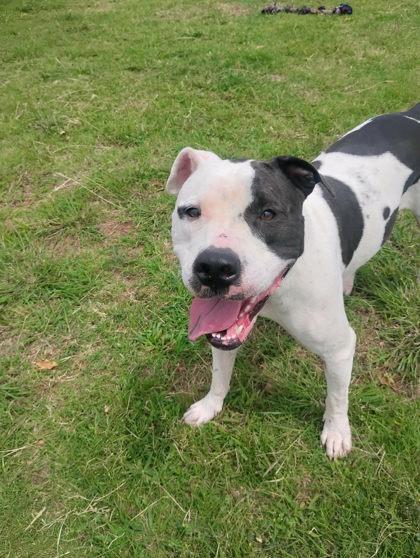 Enlarge Licorice, a Adoptable mixed breed in Oklahoma City, OK image 1/3