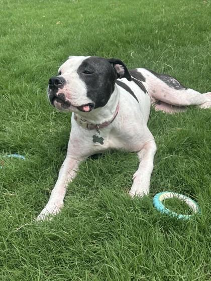 Enlarge Licorice, a Adoptable mixed breed in Oklahoma City, OK image 2/3