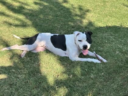 Enlarge Licorice, a Adoptable mixed breed in Oklahoma City, OK image 3/3