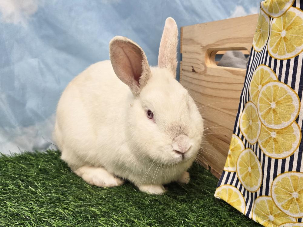 Miller, Adoptable, Adult Male Californian.