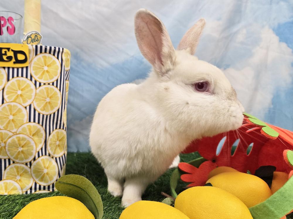 Miller, a Adoptable Californian in Westford, MA image 3/6