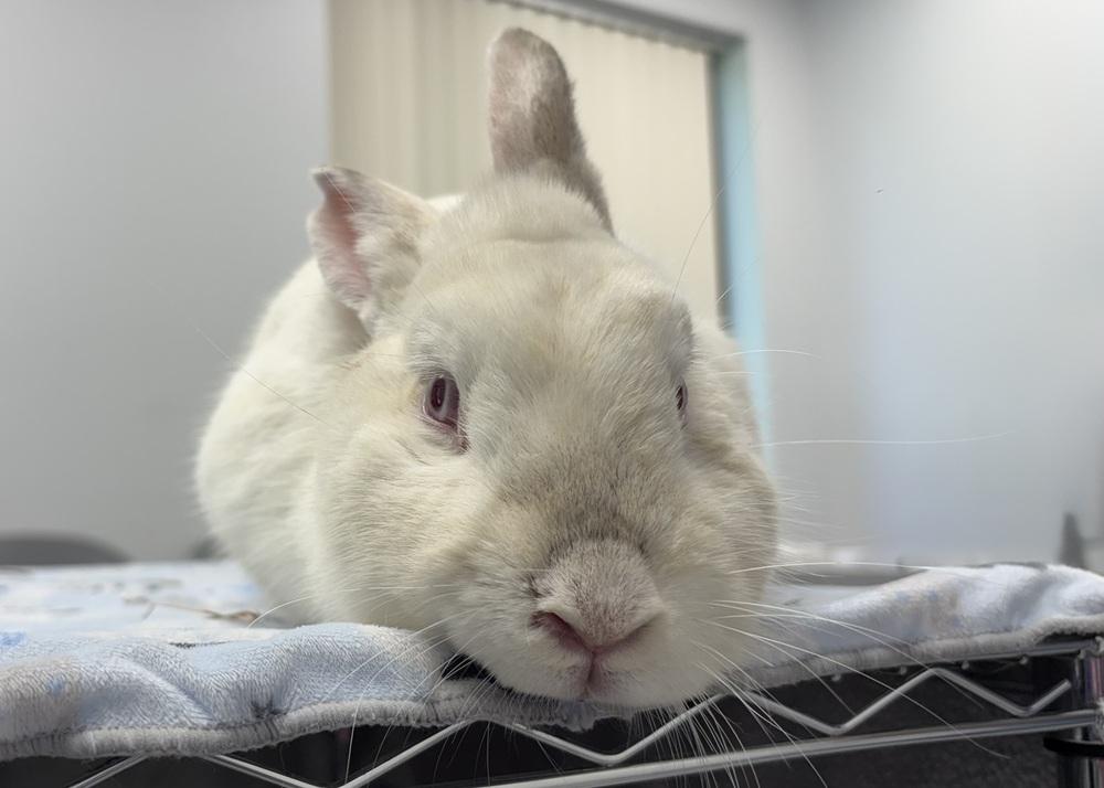 Miller, a Adoptable Californian in Westford, MA image 4/6
