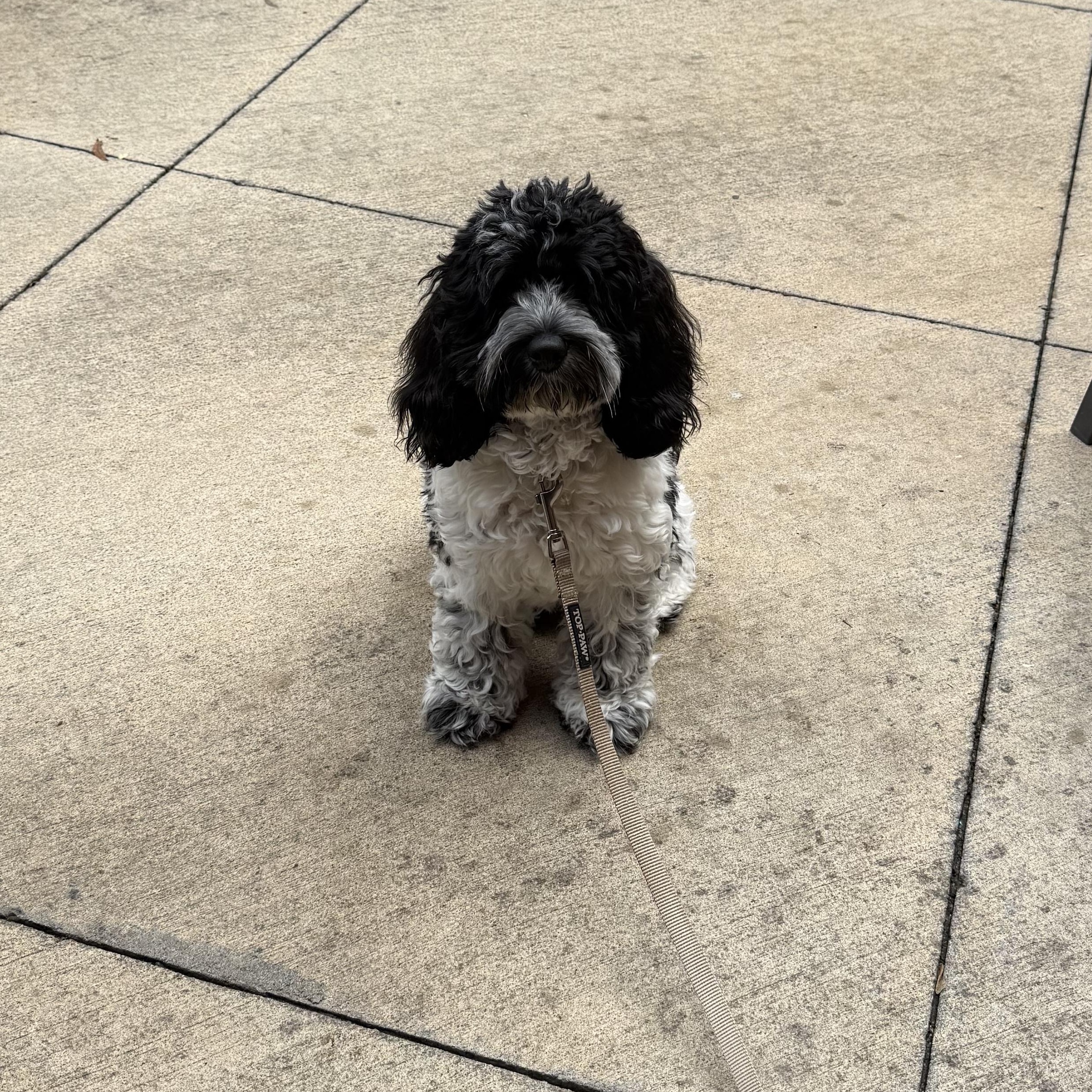 Eve, an adopted Cockapoo in Chicago, IL image 4/6