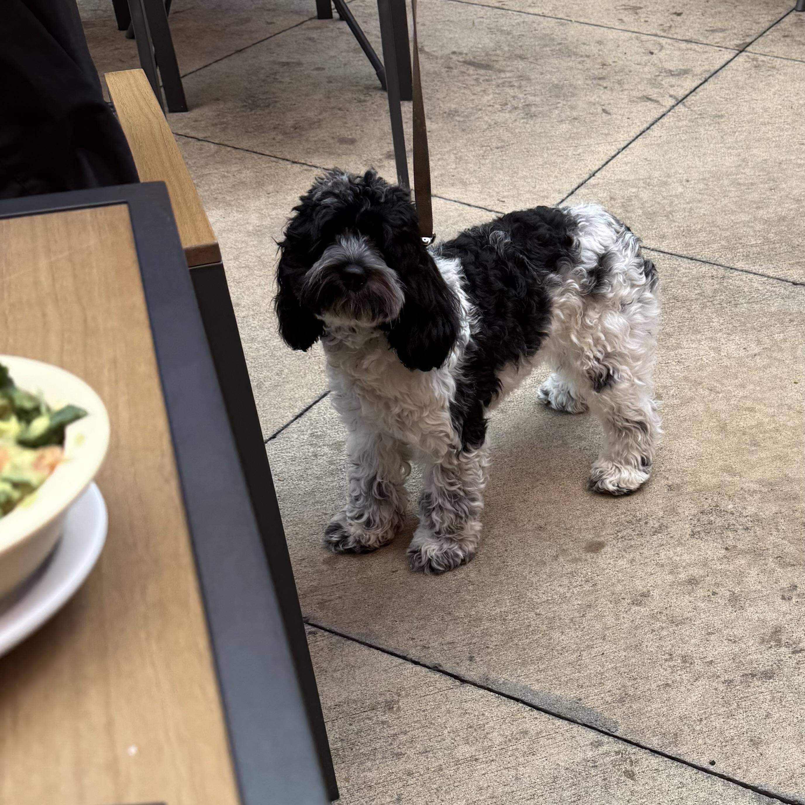 Eve, an adopted Cockapoo in Chicago, IL image 3/6