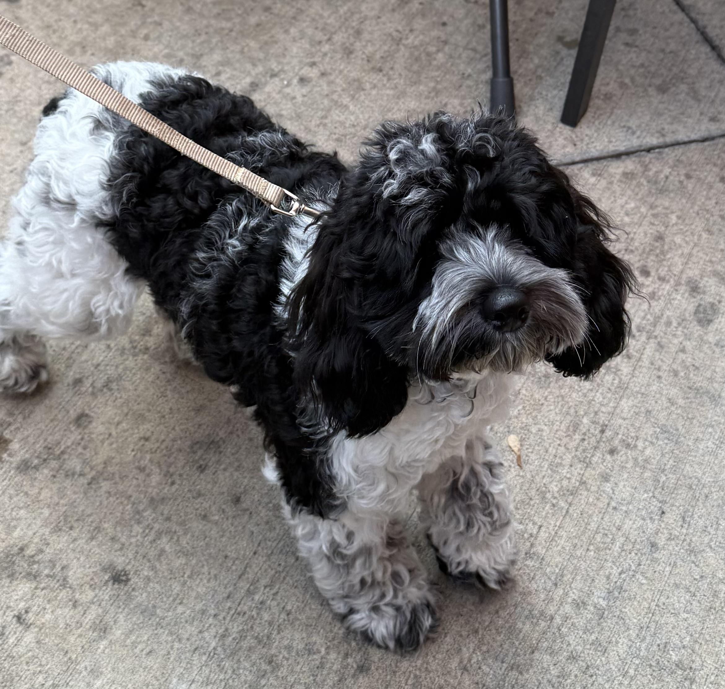 Eve, an adopted Cockapoo in Chicago, IL image 1/6