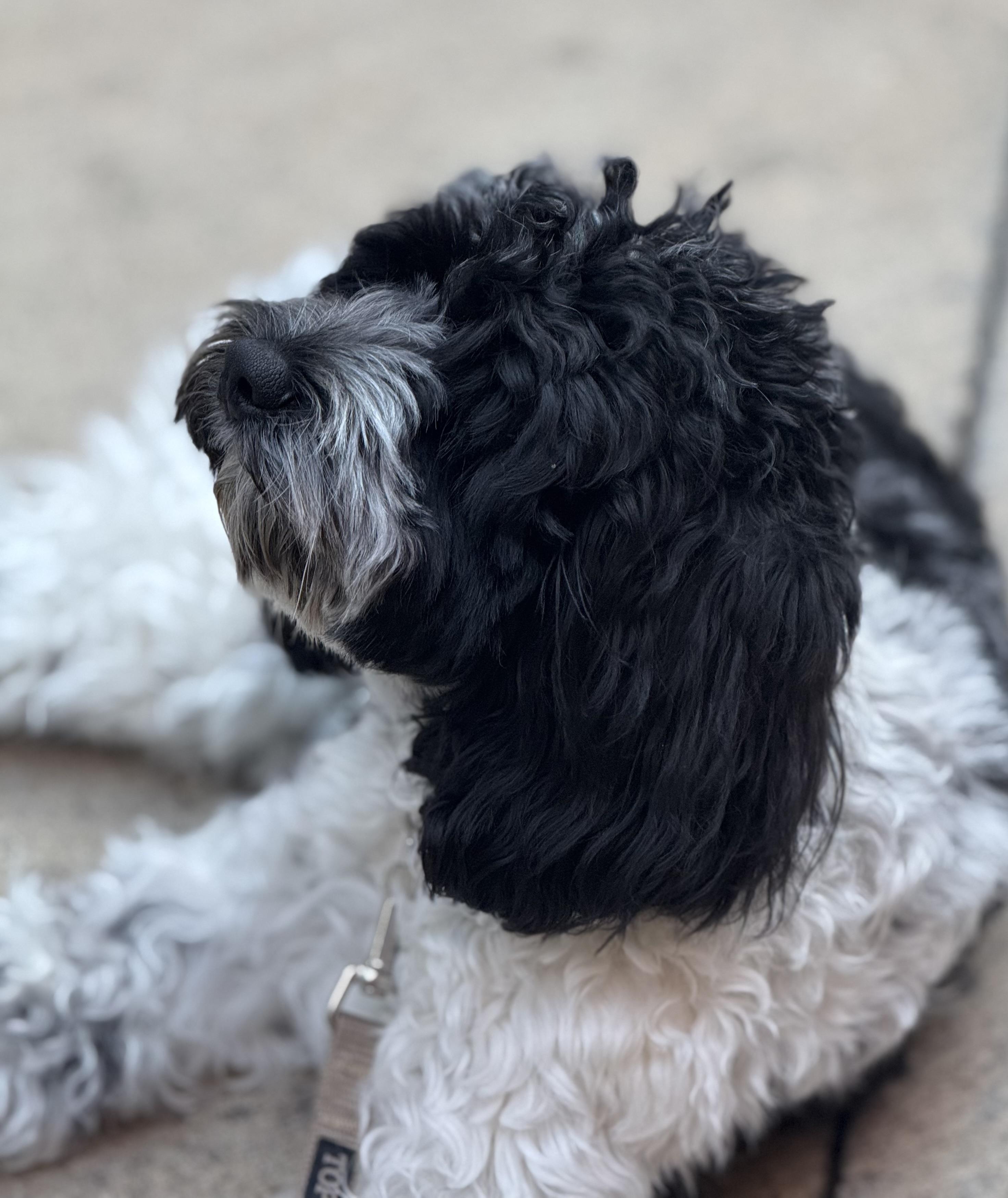 Eve, an adopted Cockapoo in Chicago, IL image 2/6