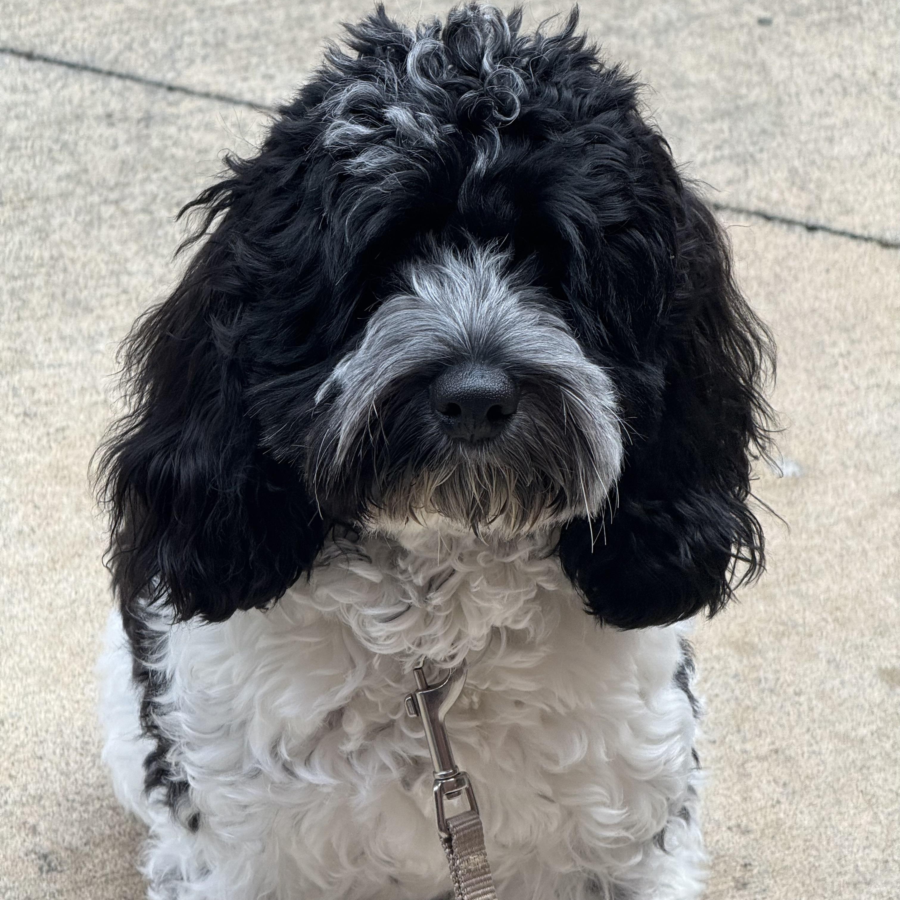 Eve, an adopted Cockapoo in Chicago, IL image 5/6