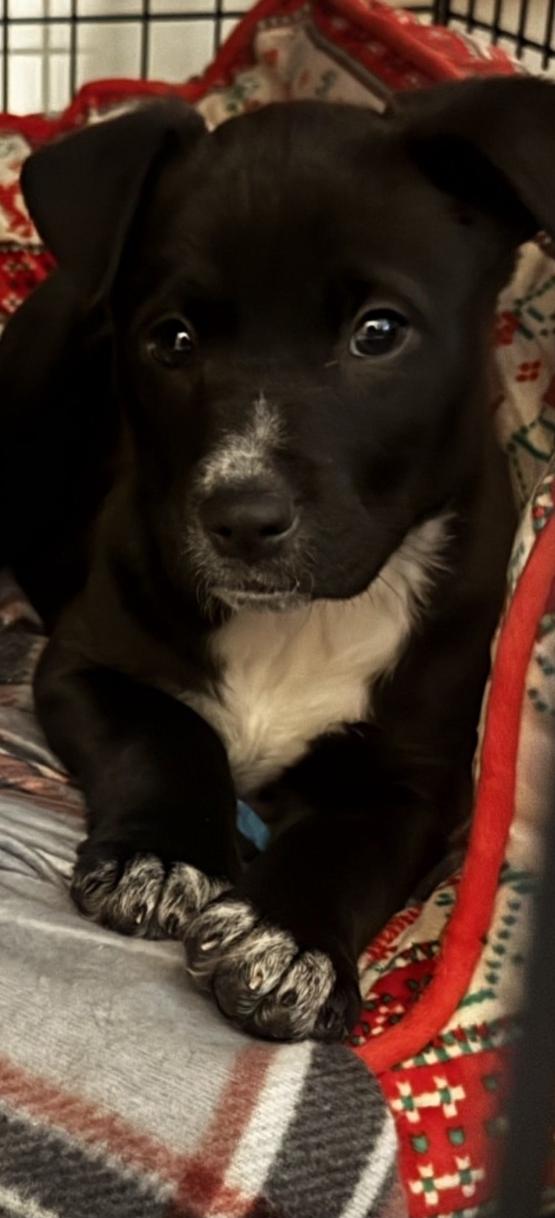 Blu, Adoptable, Puppy Male American Staffordshire Terrier & Pit Bull Terrier.