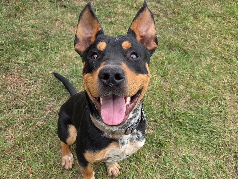 Nimbus, Adopted, Young Male Mixed Breed.