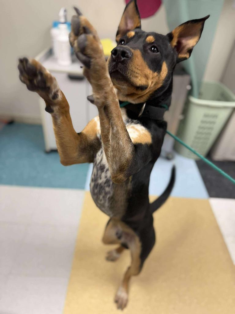 Nimbus, a Adopted mixed breed in Raleigh, NC image 4/6