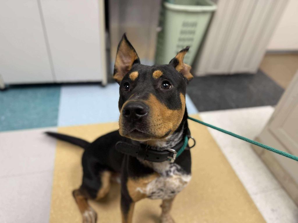 Enlarge Nimbus, a Adopted mixed breed in Raleigh, NC image 6/6