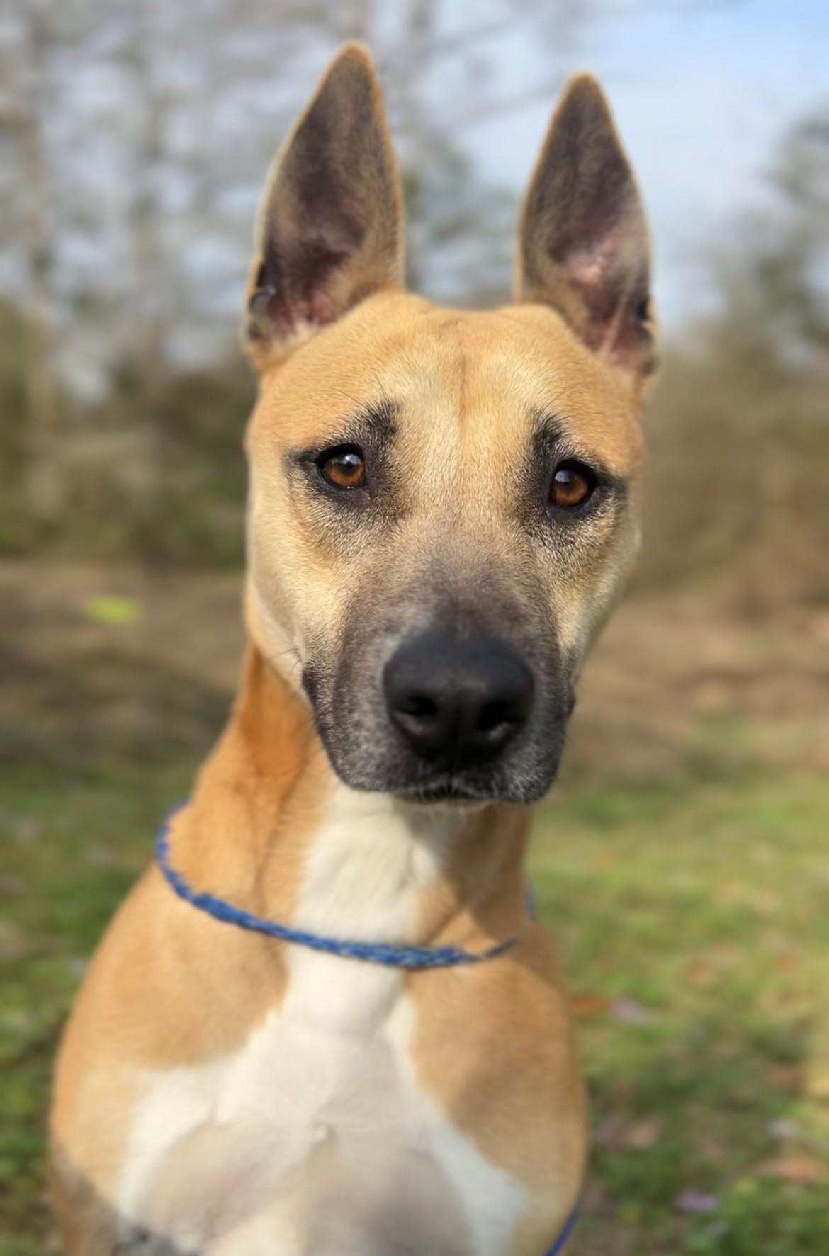 Enlarge Kassidy, a Adoptable Black Mouth Cur in Woburn, MA image 2/6